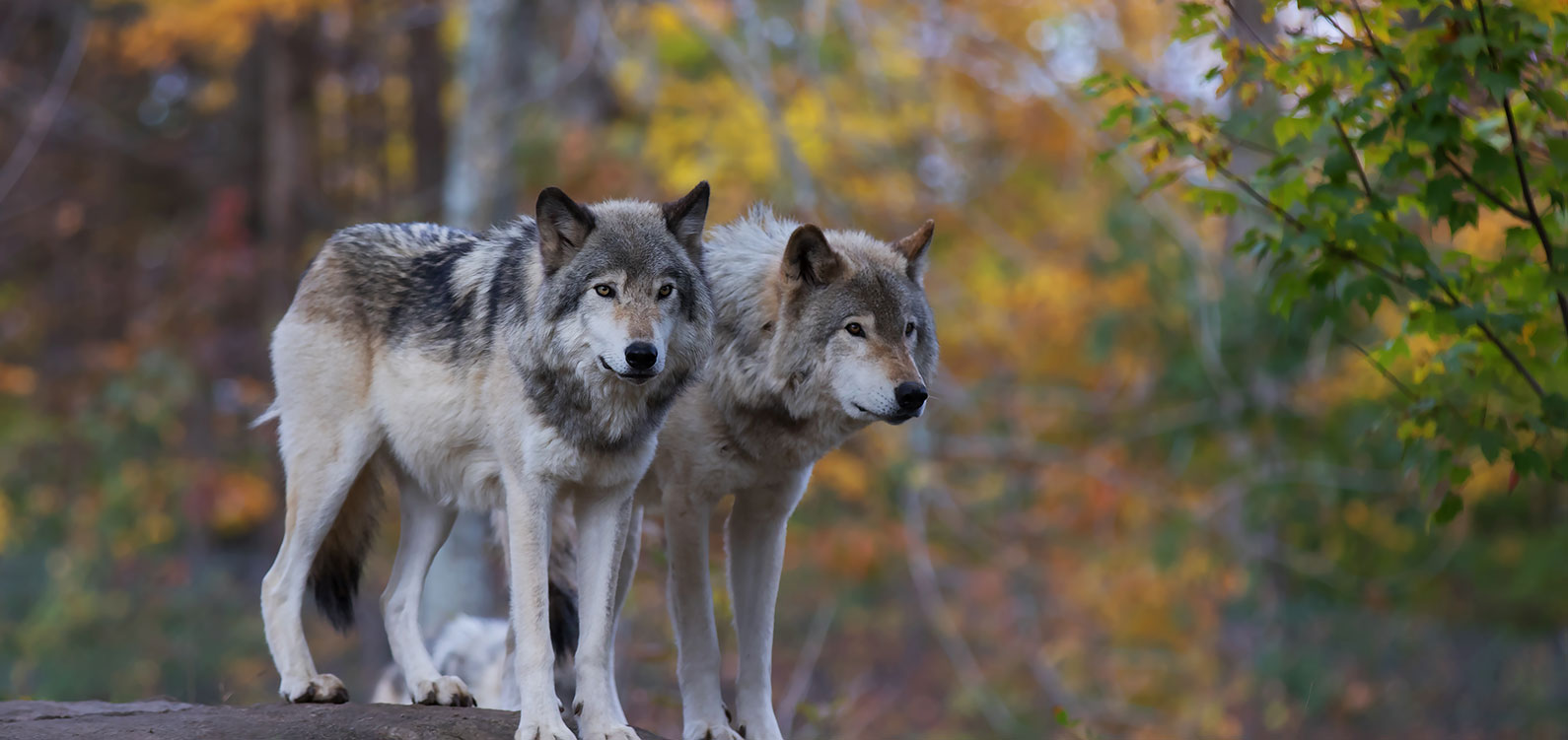Two wolves on a rock in the forest
